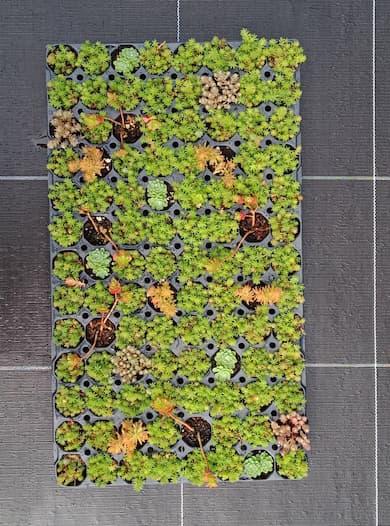 Sedum Everest 104 plants | Micro-mottes pour toiture végétalisée